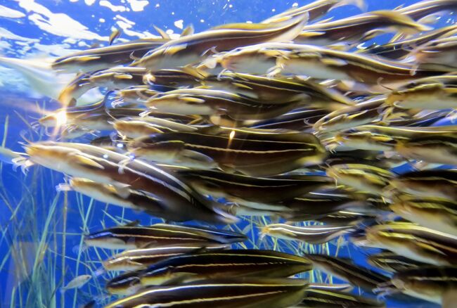 竹島水族館の紹介です。自慢のコレクションは、日本一と言われる深海魚です。深海の生物は、漁師さんたちが三重沖や和歌山沖での漁のついでに捕獲し、運んできてくれるそうです。