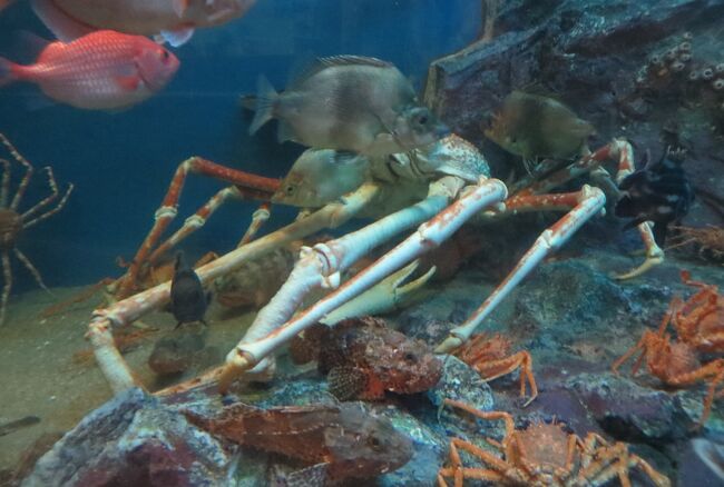 15春 蒲郡の名所 14 4月23日 6 蒲郡 竹島水族館 タカアシガニ ロック ビューティ オームガイ 蒲郡 愛知県 の旅行記 ブログ By 旅人のくまさんさん フォートラベル
