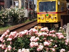 バラ香る　都電荒川線