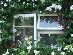2015年5月　今年も素晴らしかった　グリーンローズガーデン