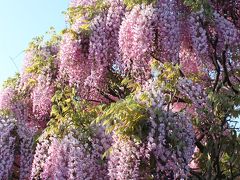 おもてなしの旅　～竜神大吊橋と藤の花～