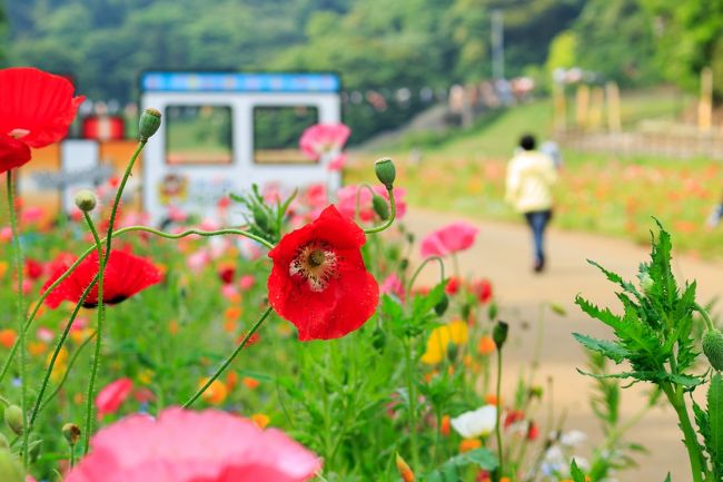 たまたま読んでいた電子書籍の情報から、横須賀にある花の国が、春にはポピーが、そして秋にはコスモスが100万本咲く花の名所である事を知った。<br />それだけなら行かないかな～と思っていたのだが、それ以外にも色々な施設がある事を知って、これは行かねば！と奮起して行ってきました。<br /><br />神奈川以外の方にはあまり興味がないかもしれませんが、こんな所もあるよっていう記録のために旅行記を書きました。<br />（旅行記としては、写真の枚数が少ないのですが、口コミとしては、写真が多いので、旅行記として投稿します）<br /><br />くりはま花の国<br />http://www.kanagawaparks.com/kurihama-perry/kurihama/<br /><br />【入園料】　　無料<br />【開園時間】24時間<br />【アクセス】久里浜駅(JR)または京急久里浜駅より徒歩約15分。<br />【駐車場】　第１駐車場180台（8:00～17:00）<br />　　　　　　第２駐車場257台（5:30～20:30）<br />　　　　　　パークゴルフ場駐車場(8:30～17：30)