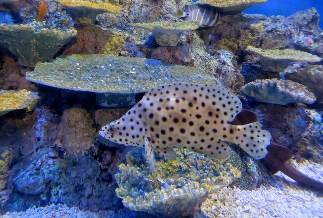 竹島水族館の紹介です。館内アンケートでは、『来たけど、外観をみて不安になったけど、入ってみると意外に面白かった』という意見が多いようです。(東洋経済オンライン記事)