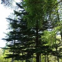 ５月の軽井沢は････　新緑の森、野鳥の森、そしてホテル『鹿島ノ森』 がいいですね！