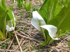 ミズバショウが自生する富山県南砺市箕谷の縄ケ池に行きました、標高１，０００ｍ以下での群生地としては南西限とされています。