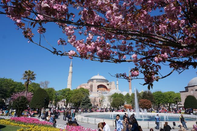 会社の４月第４週の金曜日が創立記念日で休日のため、土日と合わせて３連休でした。<br />３連休あれば、イスタンブールで遊んでこれるかなと思い、かるーい気持ちでトルコまで行ってきました。<br />イスタンブールだけなら３連休で十分ですね。<br /><br /><br />八重桜とチューリップがとても綺麗でした。<br />幸運にもイスタンブールが一番華やかなになる季節だったようです。<br /><br /><br />帰りにイスタンブール・アタチュルク空港が閉鎖状態となりとんでもない目に遭いました。<br />これでも懲りずに、また海外旅行をすることでしょう。<br />２週連続の海外旅行です。<br /><br /><br />乗った飛行機<br />行き<br />4/23　22：30　成田発　QR807<br />4/24　07：40　ドーハ発　QR239<br />帰り<br />4/26　01：15　イスタンブール発　TK0052