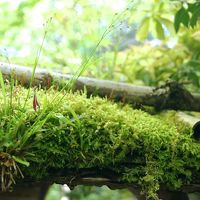 大好きな苔巡りと路地裏探し。