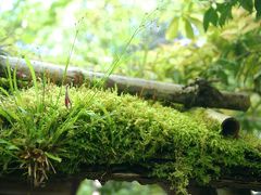 大好きな苔巡りと路地裏探し。