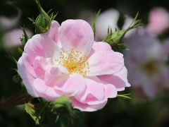 初夏のまぶしさと暑さの中の京成バラ園とレッサーパンダ詣（４）オールドローズから近代のモダンローズまで、いくらでも飽きないバラたちを引き続きマクロレンズでチャレンジ！