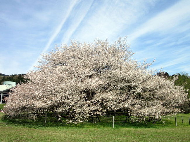 ４月２４日から２５日まで、箱根で、桜と新緑と温泉を楽しんできました。<br /><br />４月下旬に始まった大湧谷の火山活動が活発になる直前だったので、ロープウエイにも乗ることができました。<br /><br />５月の連休以降、大湧谷付近が立入り禁止になっていますが、箱根は素敵な資源が一杯です。<br /><br />箱根を応援します。<br />