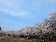 2015年　赤城南面千本桜まつり