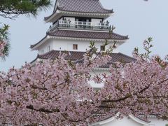 船岡城址と福島の桜を求めて?（鶴ケ城）