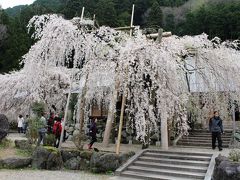 太閤秀吉も醍醐の花見で観たかも？宝蔵寺の枝垂れ桜