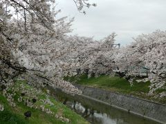 2015桜だより◆高田川沿いに咲き乱れる『高田千本桜』（奈良県大和高田市）