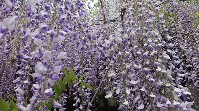 大府の大倉公園にあった藤です。<br /><br />甘い香りが漂いハチが群がっていました。自分も引き寄せられるように藤の花に縁がありました。