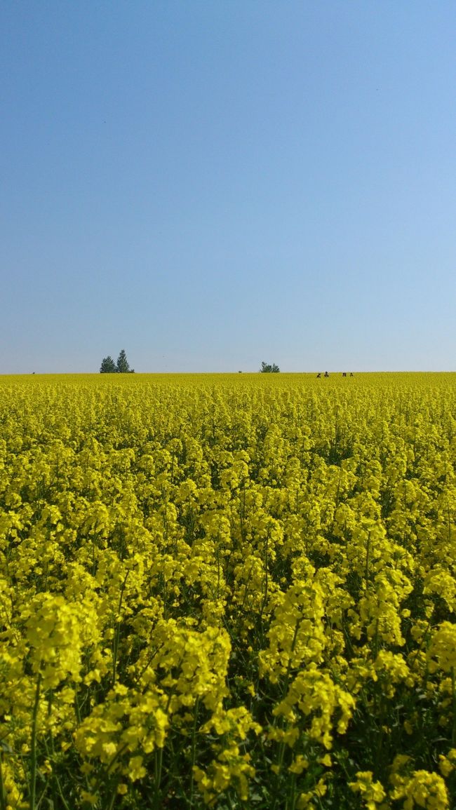 去年2014年は、青森県横浜町に日本一を譲った北海道滝川市の菜の花畑。<br /><br />今年はリベンジしましたよ！<br /><br />今年の北海道は花が速い！<br />桜も史上最速らしい！<br /><br />そんなんで、今月末に「菜の花まつり」が開催されるというのに、今が満開！<br />今年は菜の花祭りには行く予定はないので、まっ黄色の菜の花のみの旅行記をよかったらご覧ください(^-^)