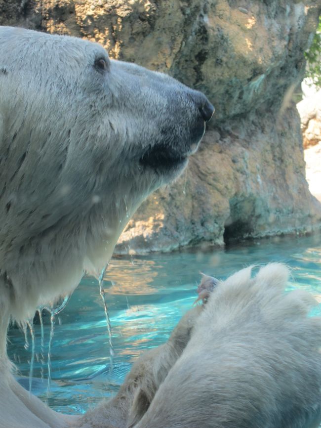 愛知県豊橋市の「豊橋総合動植物公園」は敷地内に動物園・植物園・博物館・遊園地があって、一日じゃ遊びきれないくらい充実した公園です。愛称は「のんほいパーク」。「のん」「ほい」は、この施設がある愛知県の東三河地方の方言なんです。<br />GWで混んでいたけれど、アクティブなシロクマくんを間近に見ることができて大興奮！<br />この時は動物園を主に回りました。