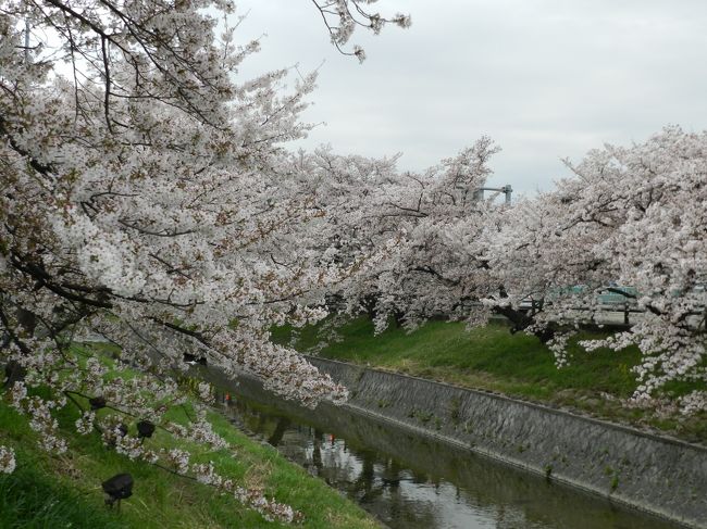 4月の第一土曜日。<br />やっぱりこの日は桜を見に行かなくっちゃ！<br />…ということで幾つかの候補の中から選んだのが、奈良県大和高田市・高田川沿いに咲き乱れる『高田千本桜』です。<br />天気はあまり良くなかったので「青空の下で...」というわけにはいきませんでしたが、花見を楽しんで来ました〜！♪