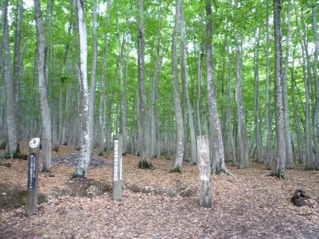 松口の丘陵に樹齢約９０年ほどのブナの木が一面に生い茂っています。<br />普通、ブナの木の寿命は３００年～４００年程と言われています。<br />その若いブナの立ち姿が美しいことから「美人林」と呼ばれるようになったと言われています。<br />その昔にの昭和初期、木炭にするため全て伐採され裸山になりました。<br />所が、有る時に山のブナの若芽が一斉に生えだしたと言います。<br />その後、ブナ林が野鳥の生息地として見直されて美人林が保護されるようになりました。<br />（外気より気温が２℃低いと言われております）