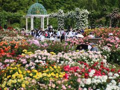 初夏のまぶしさと暑さの中の京成バラ園とレッサーパンダ詣（２）春の京成バラ園：色とりどりのドレスが舞うようなバラ園とバラのアーチ