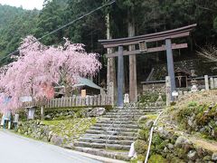 東吉野村笹野神社で枝垂れ桜を愛でる