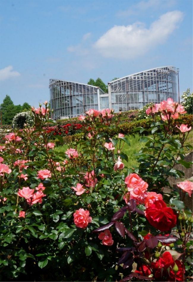 国内に沢山あるバラ園ですが、1万株以上のバラを植えている植物園は、そう多くはありません。<br />岐阜県 花フェスタ記念公園（7000品種3万株）鹿児島県 かのやばら園（4000品種 5万株） などが大きなバラ園ですが、首都圏ではここ 茨城県石岡市の「茨城県フラワーパーク」が最大みたいですね。<br />今年30周年を迎え新しいガーデンも増えて、800品種3万株のバラ園となりました。<br />バラは、茨城県の県の花。やはり、県立の植物園としては力も入るでしょう。<br />見ごたえたっぷり。きれいなバラを沢山見て、地元食材のレストランでおいしいランチも楽しみました。<br />