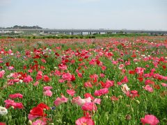 ひらつか*花*めぐり 2015 ～バラだけじゃないのよ ＾_- ～