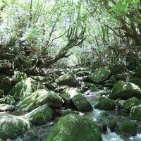 屋久島　苔と緑の世界