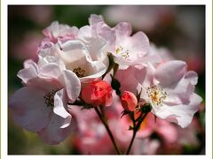 Solitary Journey［1595］薔薇が満開！見頃♪180種4000株が咲き誇る山口県最大級のバラ園＜蜂ケ峯総合公園＞山口県和木町