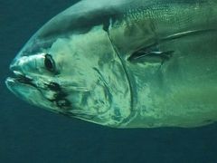 葛西臨海水族園その後のその後 150517