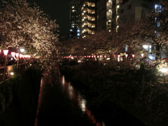 目黒川の夜桜を鑑賞(2015年4月)