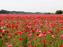 鴻巣花まつり/満開のポピー・ハッピースクエア　2015年5月