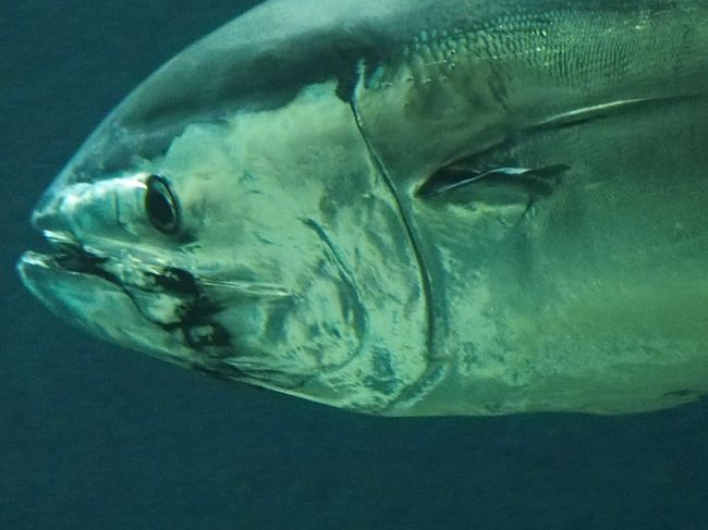 回遊水槽に魚が戻って来たとの事で、また訪問w