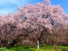 2015 APR 【日本100名城No.30】高遠城の『天下第一の桜』 さくら祭り　+ 勝間薬師堂しだれ桜