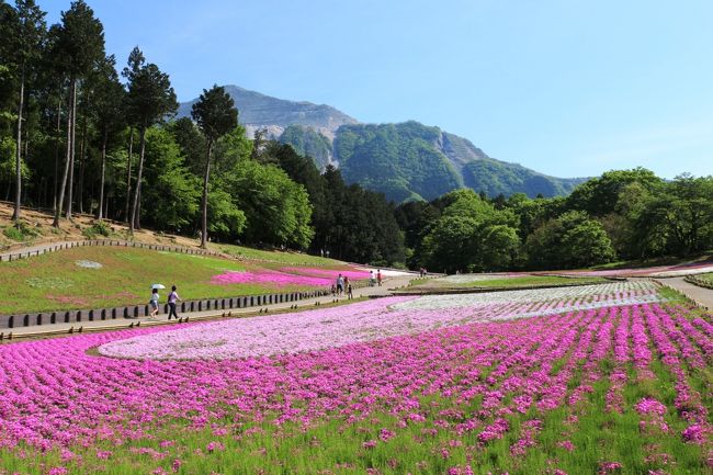 【表紙の写真】秩父　羊山公園の芝桜　奥に武甲山を望む<br /><br />池袋からの日帰りで、「芝桜の丘＋いちご狩り」の旅<br /><br />↓公式WEB<br />http://navi.city.chichibu.lg.jp/p_flower/1808/