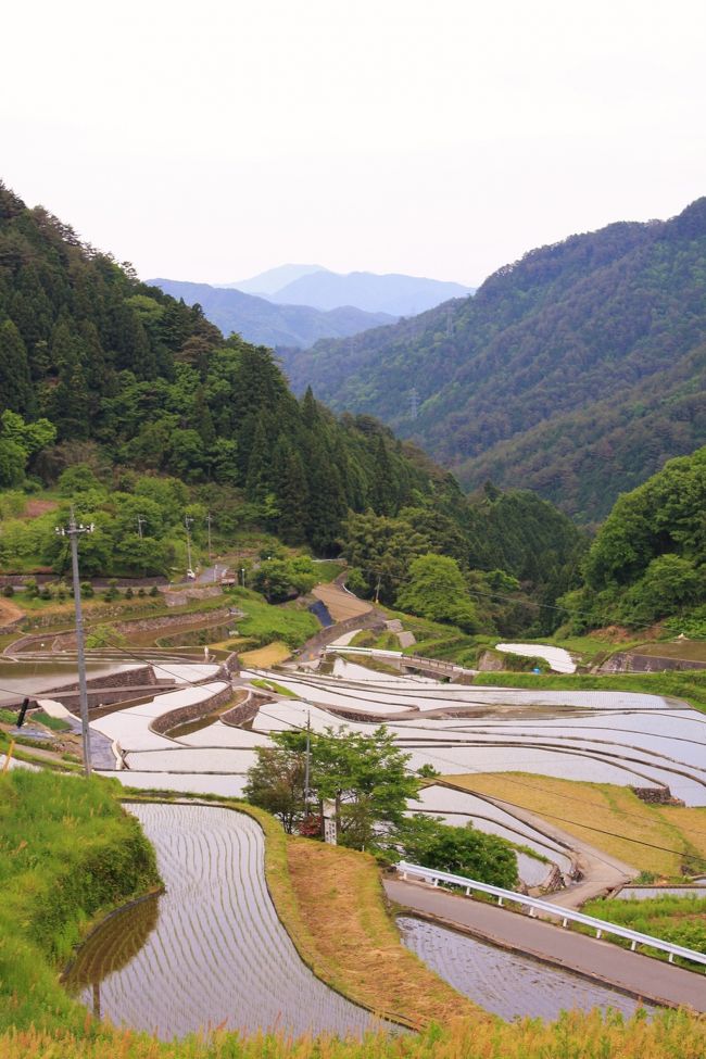 農林水産省の日本棚田百選に選ばれた『井仁棚田』は広島県の北部安芸太田町にあります。<br />この日三段峡に訪れ、その後この棚田に立ち寄ってみました。<br /><br />戸河内ＩＣを超え山道を登り車1台でギリギリのトンネルを抜けると突然棚田が現れます。<br />広島市内から1時間もかからないところにこのような&quot;秘境&quot;があるとは!!<br /><br />数件の農家に囲まれ山々の谷筋に広がる見事な棚田です。<br />人手不足のためか、すでに休耕状態の田も目立ちますが、日本の原風景を観ているかのようでした・・・