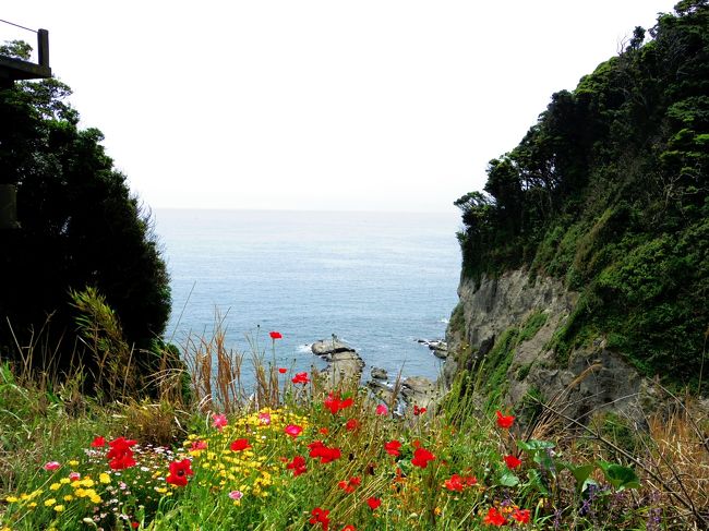 5月の爽やかな土曜日。天気は晴れ時々曇り。<br />最近はかなりご無沙汰していた江ノ島へ行ってきました！<br /><br />お花もたくさん咲いていて、生しらすも美味しくて、潮風は気持ちがいいし、時期的に一番いいのかも♪<br />