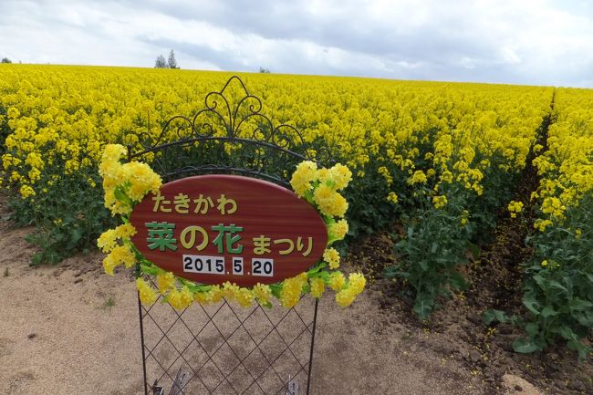 ずっと行きたいと思っていた滝川の菜の花畑。札幌から車で1.5時間くらいです。今週末くらいまでは楽しめるそうです。レンタカーで回る方におすすめのコースだと思います。下に菜の花祭の公式サイトのリンクを貼っておきます。<br /><br />http://www.takikawa-nanohana.com/