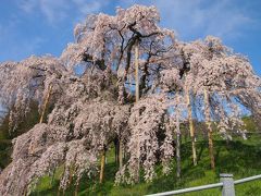 初めて見る［三春の滝桜］は素晴らしかった！