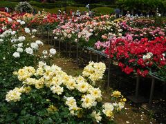 2015年5月 神代植物公園のバラフェスタ