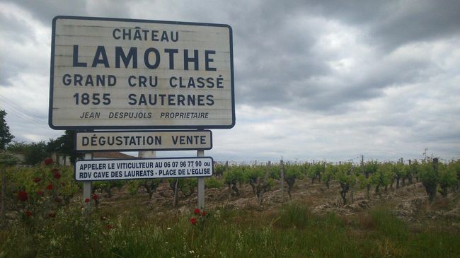 世界の３大貴腐ワインの一つに選ばれるフランスはボルドーのソーテルヌワイン。甘口の白ワインはフランス料理のフォアグラには欠かせない一本。ボルドーから30ｋｍの所にあるソーテルヌの観光局に行けばワイナリーの予約も入れてくれるのでとっても便利、今回紹介されたのは１８５５年からグランド・クリュGrand Cruに登録されているChateau Lamothe。<br />デグスタシヨン＆見学は無料の良心的なワイナリー。貴腐ワインはブドウの収穫期も遅く甘いワインを作る為に水分の飛んだ甘さたっぷり含んだブドウだけを積んで作る為通常のワインに比べ生産量はかなり低い。更に通常８日間発酵させる白ワインに比べソーテルヌワインは２か月、樽に入れて寝かせる期間も１８か月と異常な長さ。これだけ手間暇掛けて出来上がったワインはやっぱり美味しい。ブドウを積んでから出荷するまで２年も掛かるため事前購入予約をすると値段がお得！とか（一種の賭けで出来上がりが分からない為多少安値）私が試飲したのは２００９年、２０１０年、２０１１年の３種類、好みもあるけど２００９年のワインが一番コクがあって美味しかったなぁ。因みにワインの出来は場所（ボルドー、サンテミリオン、ソーテルヌなど）によって善し悪しの年が違うと初めて知ったのでした。