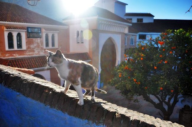 シャウエンを歩きまわってて見かけたお猫様達。<br /><br />ひたすら親の敵の如く、猫ばっかりです。<br /><br /><br /><br /><br />□12/31 リスボン<br />□01/01 LIS･セビリアへ夜行バス<br />■　/02 勢いでシャウエンまで移動<br />■　/03 シャウエン<br />■　/04 フェズ<br />□　/05 タンジェ<br />□　/06 ジブラルタル<br />□　/07 セビリア<br />□　/08 セビリア･LISへ夜行バス<br />□　/09 LIS<br />□　/10 LIS<br />□　/11 LIS<br />□　/12 LIS<br />□　/13 DUS