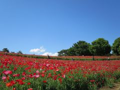 昭和記念公園　花の丘のシャーレーポピー