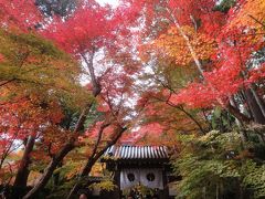 光明寺から大原野神社・勝持寺へ