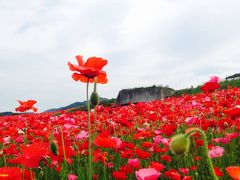 標高500mのお花畑