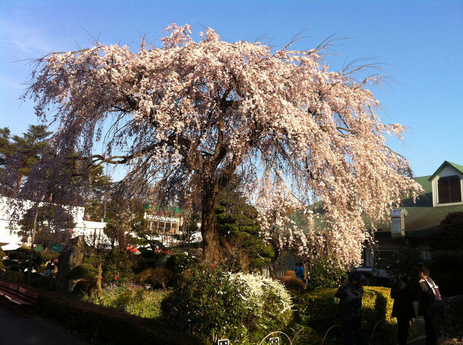 入間にある三井アウトレットで買い物、<br />その後、さいぼく温泉に行きました。<br />さいぼくで1本だけ咲く桜を観ることもできました。