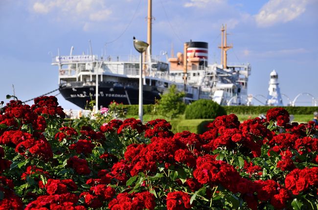 １９３０（昭和５）年に開園した山下公園は、関東大震災で生じた焼け土や瓦礫を埋め立ててできています。この地下に震災の瓦礫が埋まっているとは、カップルや家族連れが愉しそうに歩く風景からは全く想像できません。<br />開園後、１９３５年の復興記念横浜大博覧会の開催や１９４５～５９年の米軍接収などを経て、１９６１年に再整備が完了、同年には氷川丸も係留され、現在と同じような景観が整いました。<br />公園と言ってもブランコやすべり台などの遊具はなく、一般的な海浜公園のようにバーベキューを楽しめるわけでもありません。遊具の代わりに、園内には様々な記念碑が建てられています。有名な「赤い靴はいてた女の子像」だけでなく、「かもめの水兵さんの歌碑」や「日米友好ガールスカウト像」、西洋理髪発祥の記念彫刻「ザンギリ」なんていうユニークなものまでバラエティーに富んでいます。<br />また、世界各国の都市と交流している横浜ならではの珍しいモニュメントとして、サンディエゴ市から贈られた噴水「水の守護神」や在日インド人協会から寄贈された「インド水塔」などがあり見逃せません。<br />更に、四季折々の花を咲かせる花壇や海の生物をモチーフにした「水の階段」も見所です。この時期には、バラが咲き誇っています。<br />山下公園の簡単なイラストマップです。<br />http://works-land.com/file009.html