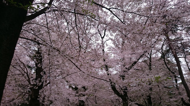 大宮公園の桜です&#127800;