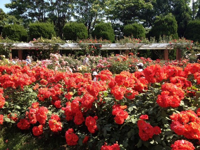 京の週末　～お寺でヨーガ＆植物園でお散歩～