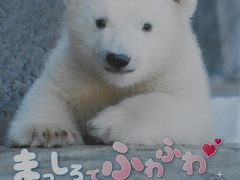 5月の北海道　札幌　円山動物園の白くまの赤ちゃんにご対面